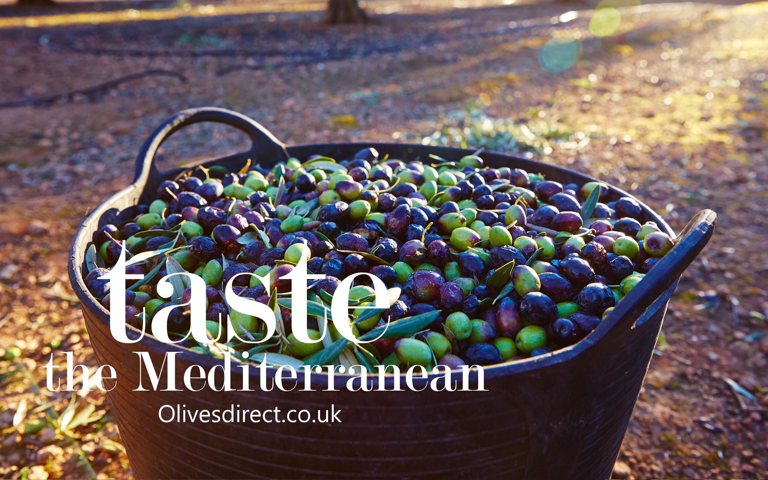 Olives Direct Producers of quality fresh olives and antipasti that