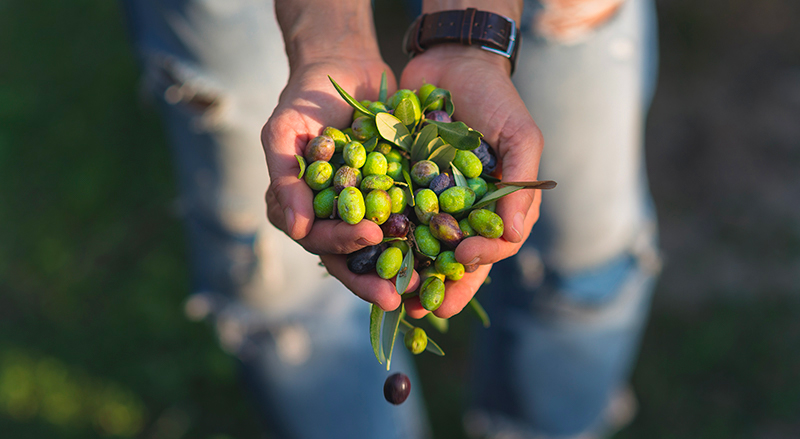 Award winning Olives